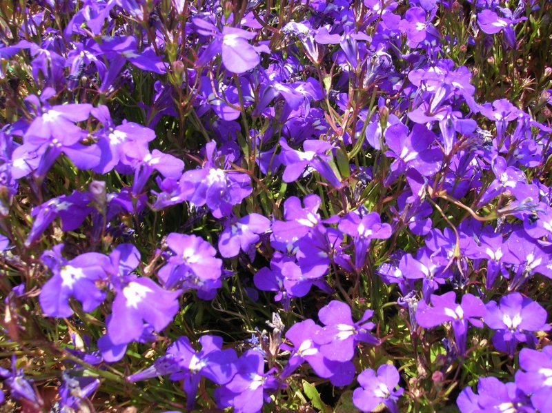 Lobelia erinus – лобелия эринус