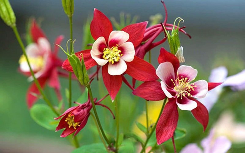 Аквилегия винки Red/White