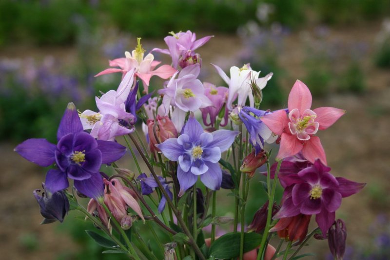 Аквилегия Aquilegia vulgaris