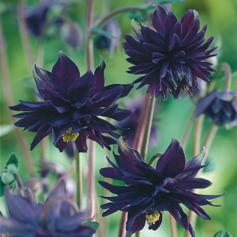 Аквилегия Aquilegia Alpina