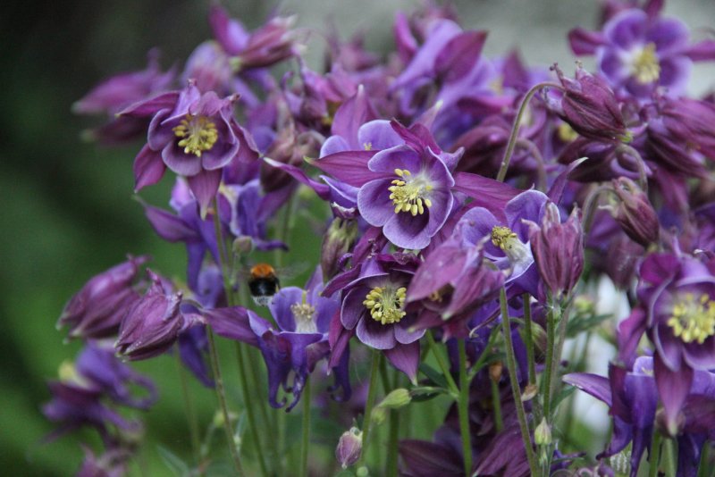 Аквилегия Джонса Aquilegia jonesii