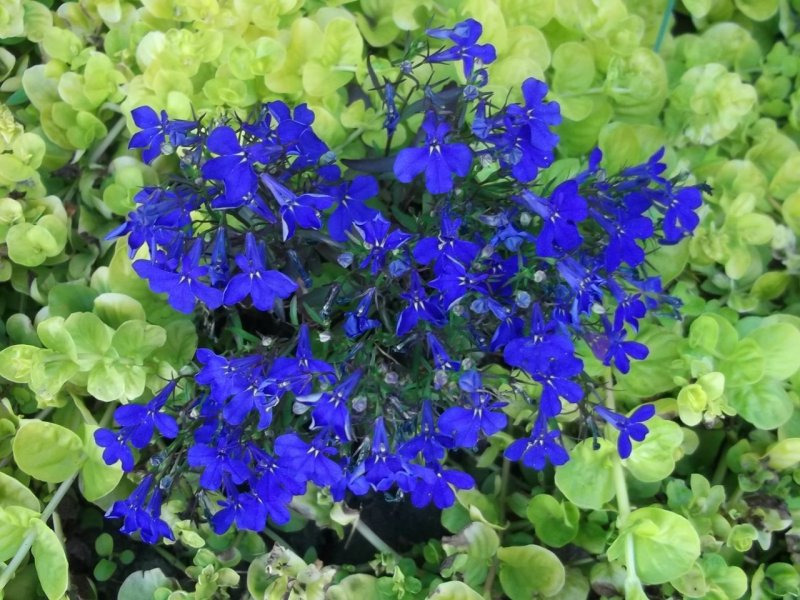 Лобелия ампельная Regatta Midnight Blue