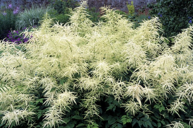 Волжанка двудомная (Aruncus dioicus)