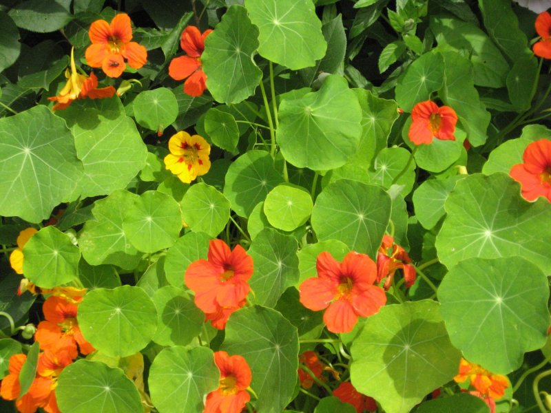 Настурция – Orange Nasturtium