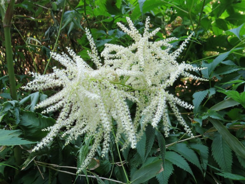 Волжанка двудомная (Aruncus dioicus)