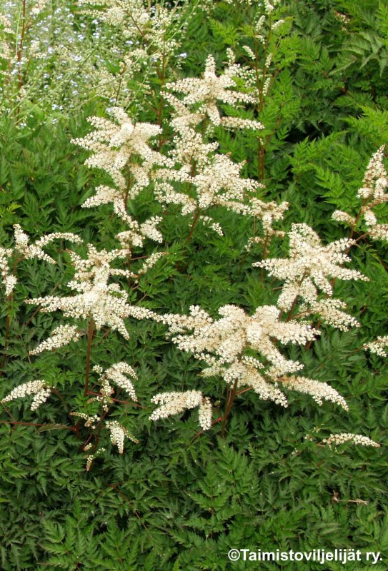 Волжанка двудомная (Aruncus dioicus)