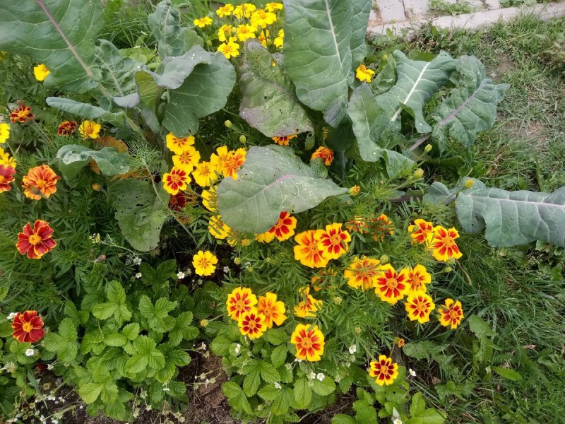 Клумба колеус и бархатцы
