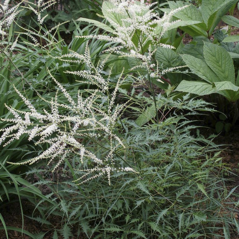 Волжанка двудомная (Aruncus dioicus)
