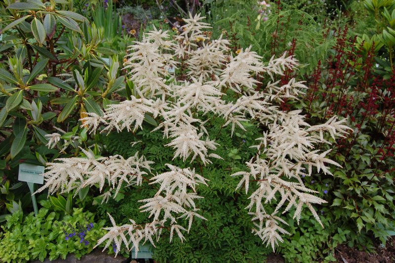 Волжанка двудомная (Aruncus dioicus)