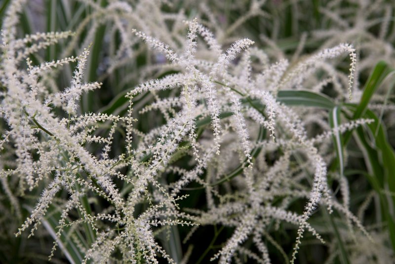 Aruncus dioicus Kneiffii