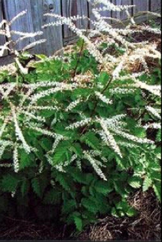 Волжанка (Aruncus dioicus) Misty Lace