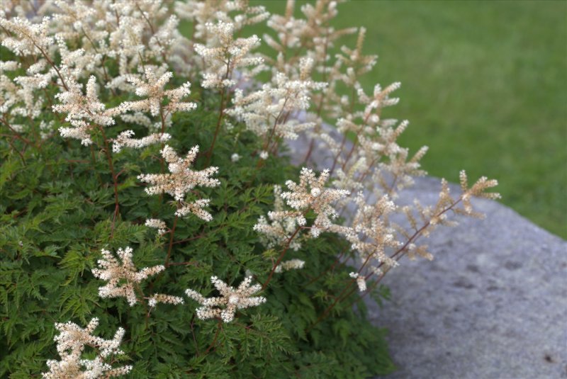 Волжанка кокорышелистная (Aruncus aethusifolius)