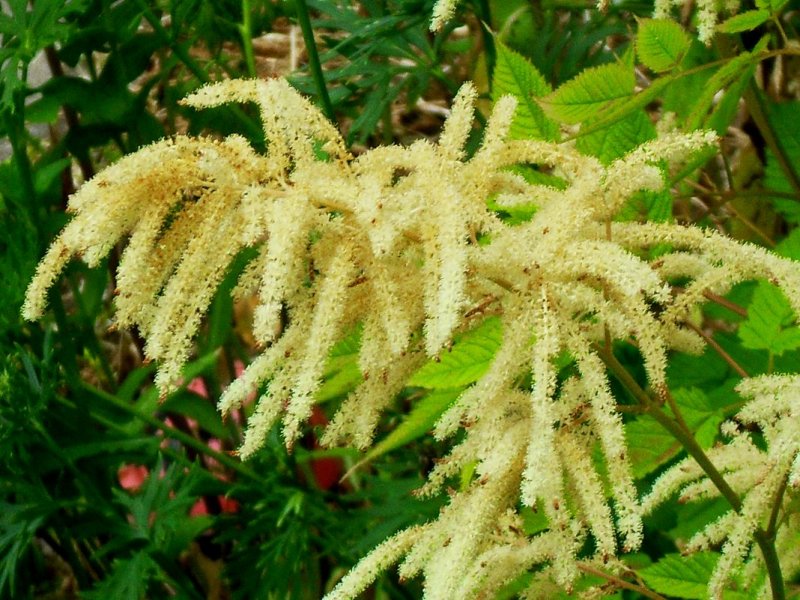 Волжанка обыкновенная (Aruncus dioicus)
