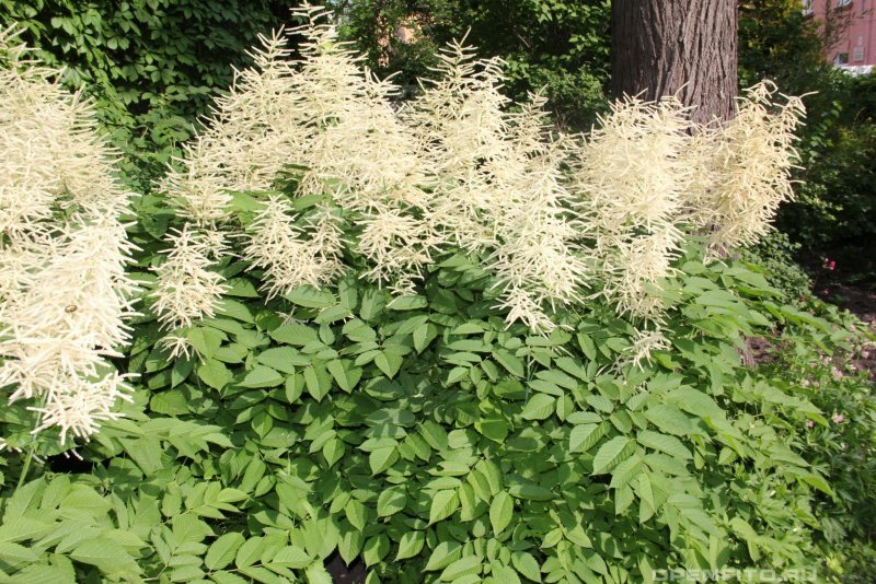 Волжанка двудомная Sylvestris