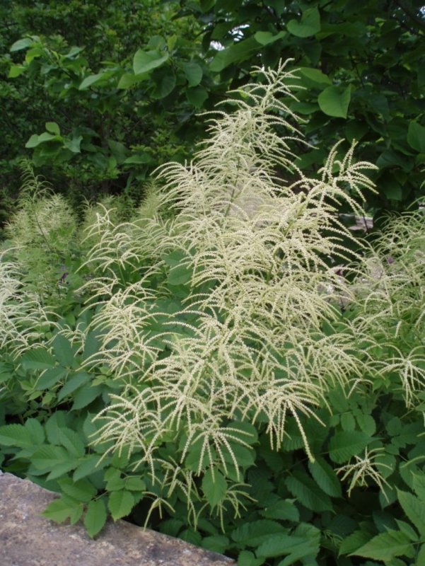 Волжанка двудомная (Aruncus dioicus)