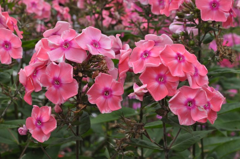 Флокс метельчатый (Phlox paniculata)