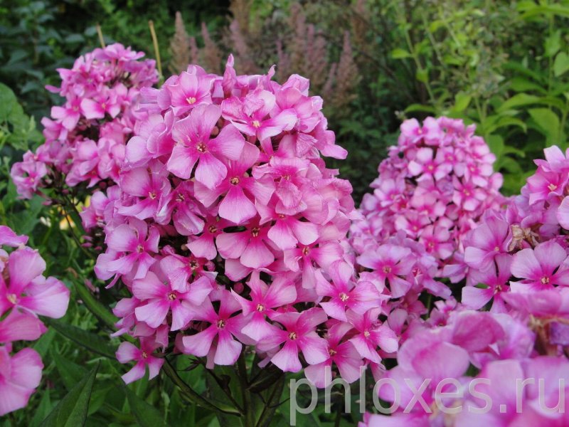 Флокс метельчатый Мисс Эли