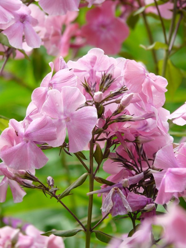 Флокс метельчатый аметист (Phlox paniculata Amethyst)