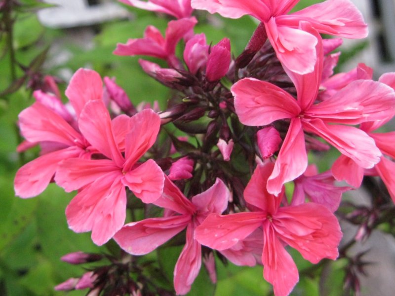 Флокс paniculata Cleopatra
