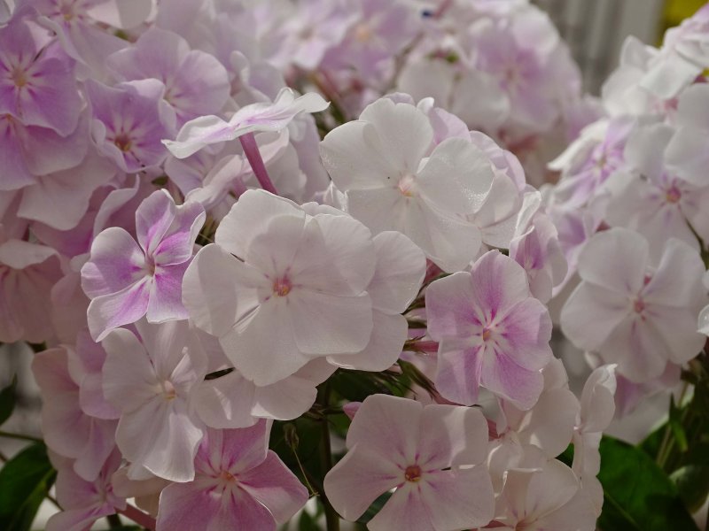 Флокс Изабелла