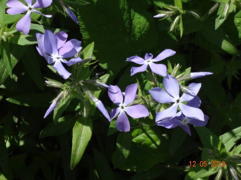 Night Phlox Pixabay
