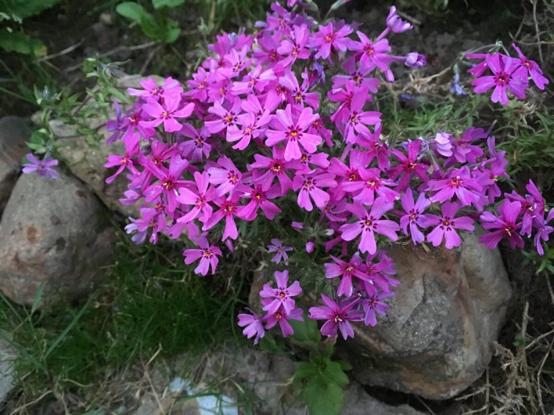 Флокс растопыренный Альба