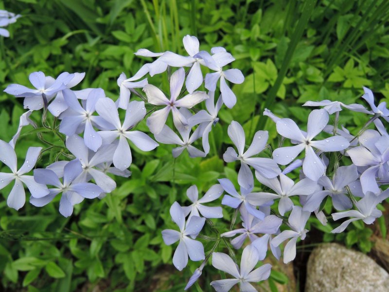 Флокс шиловидный Emerald Cushion Blue