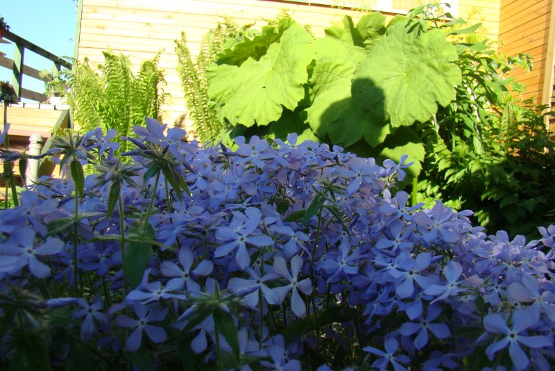 Флокс столоносный purpurea