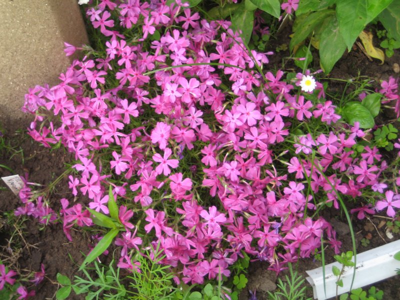 Флокс растопыренный