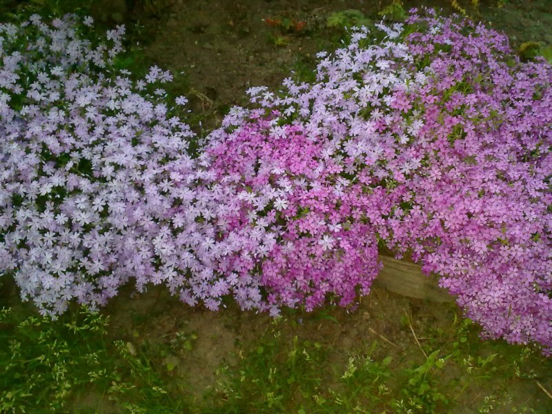 Флокс Блю Парфюм