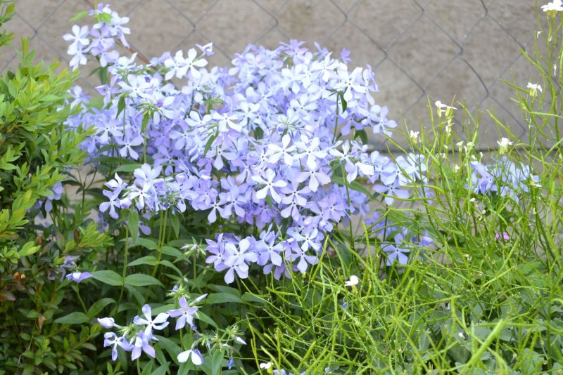 Флокс растопыренный Phlox divaricata l.
