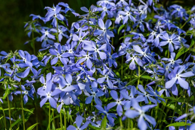 Night Phlox Pixabay