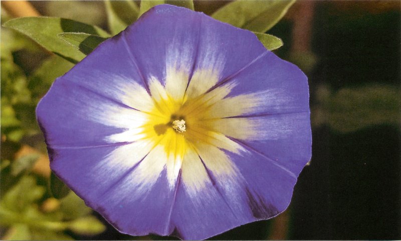 Convolvulus Tricolor