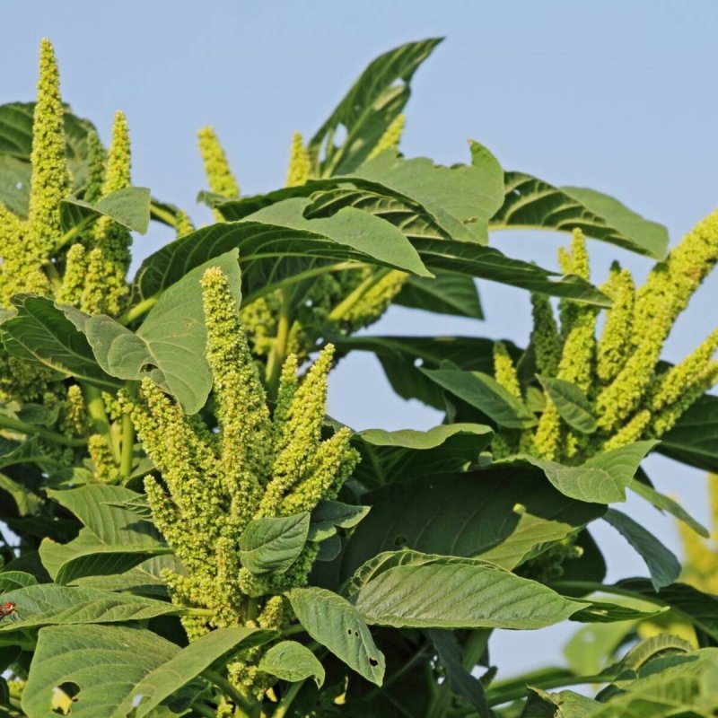 Амарант Amaranthus White Leaf