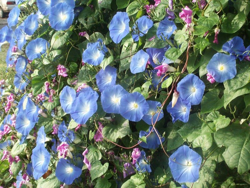 Вьюнок трехцветный Convolvulus Tricolor