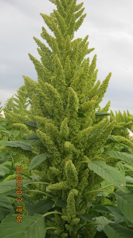 Amaranthus blitoides Seeds