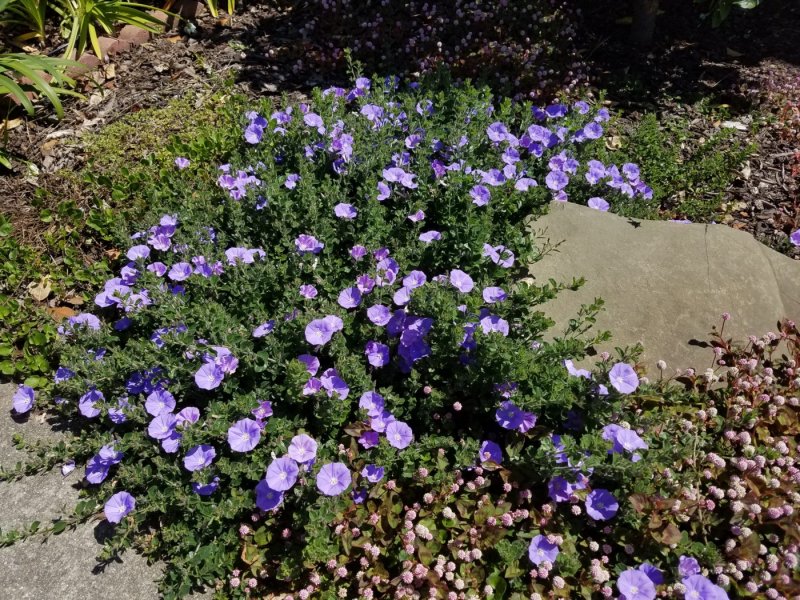 Вьюнок (Convolvulus)