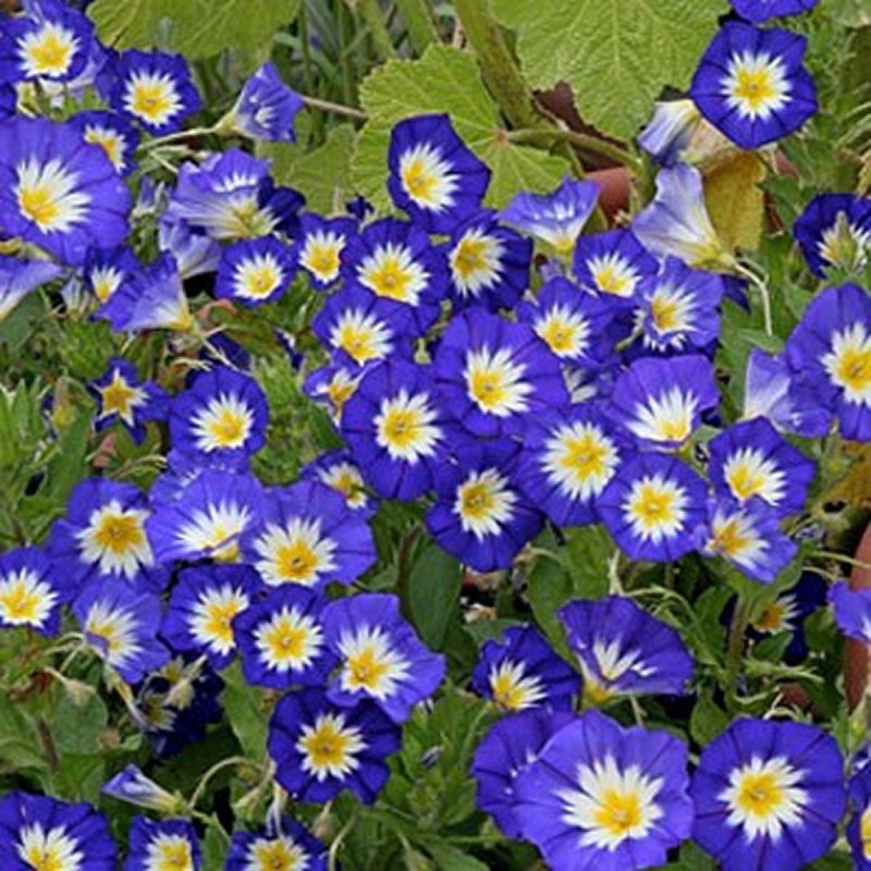 Ипомея Heavenly Blue