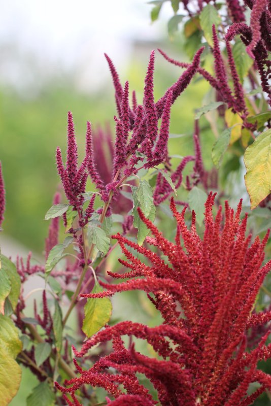 Amaranthus cruentus Амарант