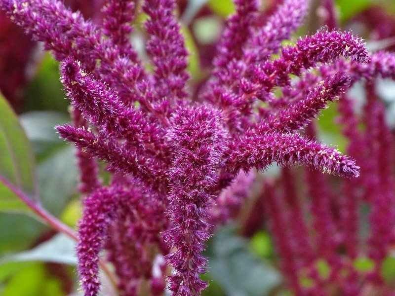Амарант Колосистый (Amaranthus retroflexus l.)