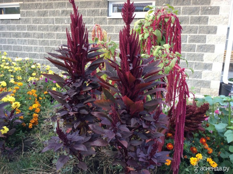 Amaranthus Tricolor Амарант трехцветный