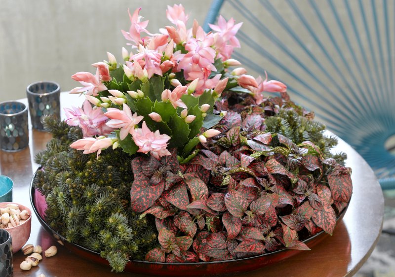 Chlorophytum Peperomia fittonia