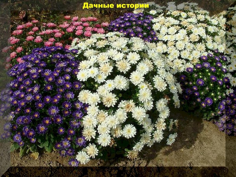 Астра ампельная многолетняя