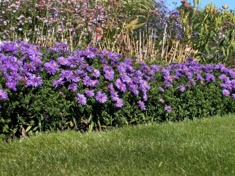 Aster dumosus Starlight
