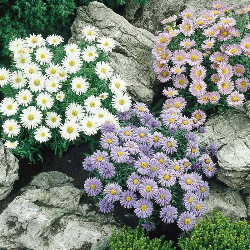 Астра Альпийская (Aster Alpinus) ‘Glory’