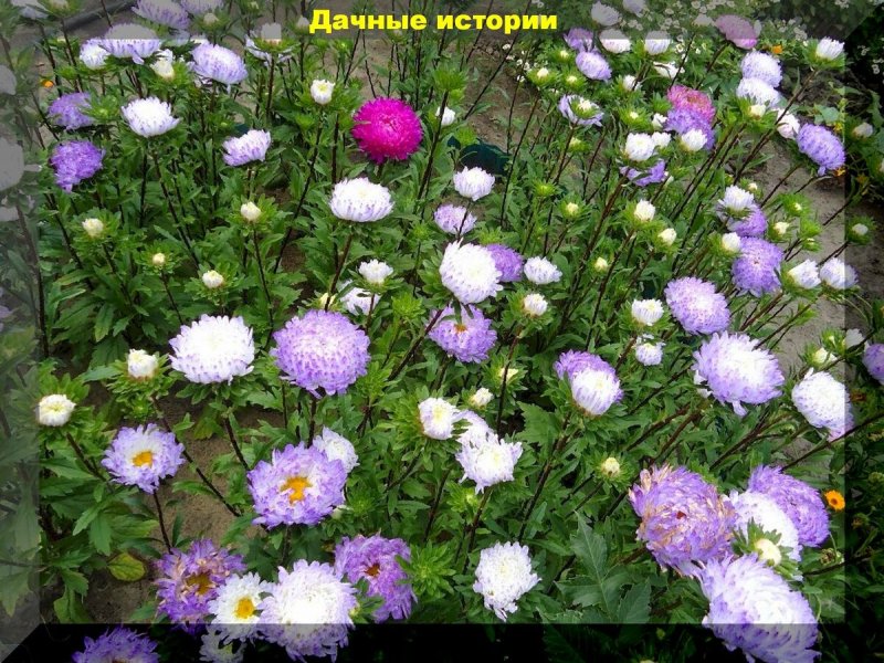 Астра низкорослая бордюрная