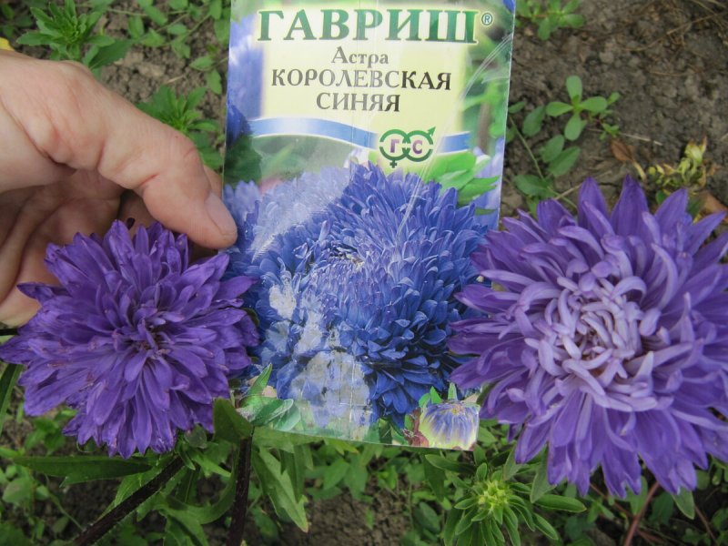 Астра Королевская синяя