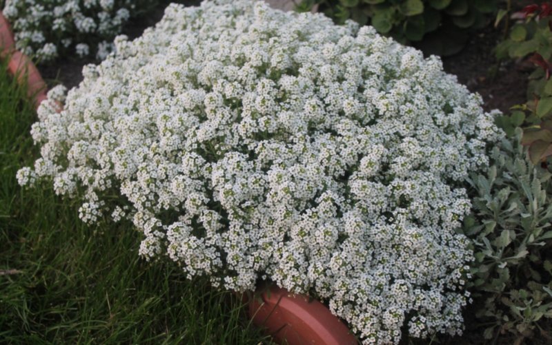 Алиссум Каменник