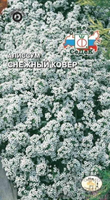 Алиссум морской снежный ковер