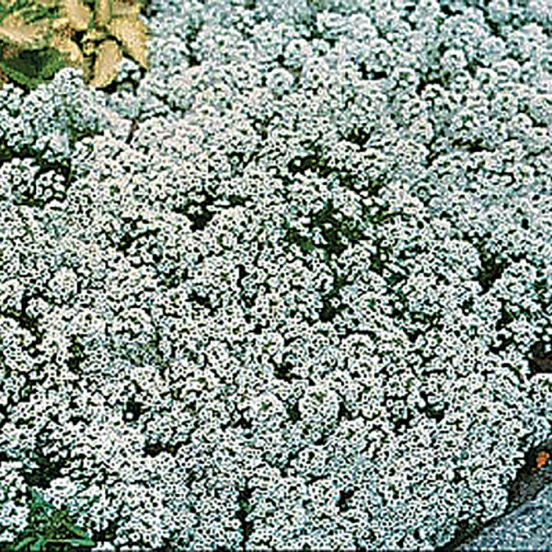 Lobularia maritima морская